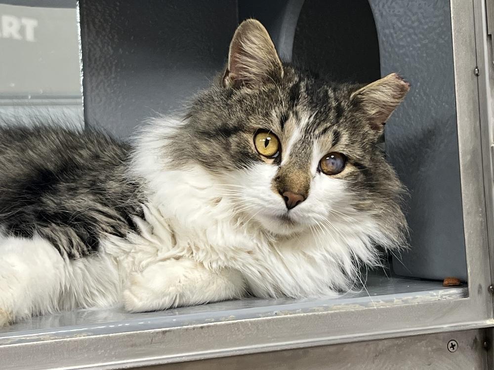 Cataract Jack thumbnail 3