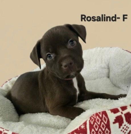 Rosalind