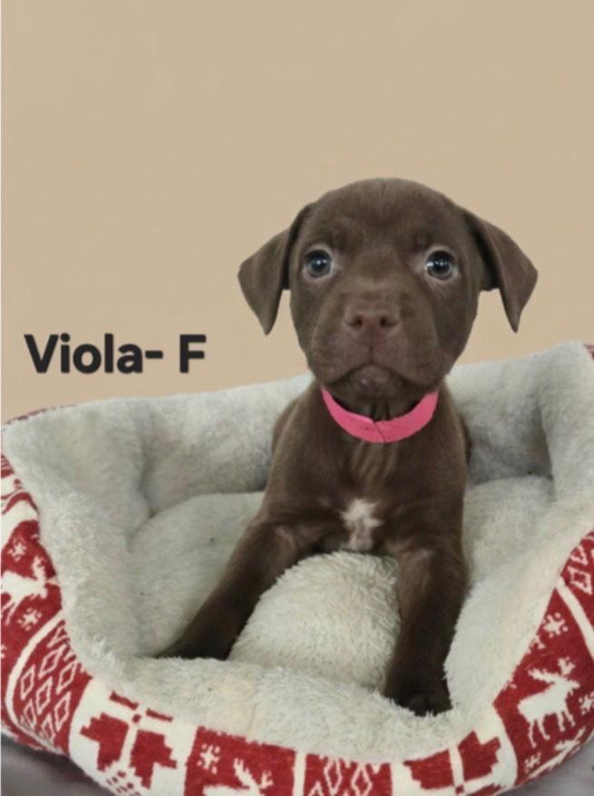 Viola