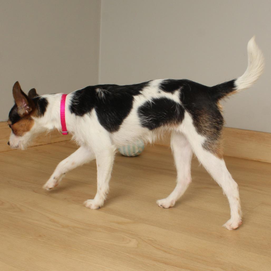 Honey Bun D thumbnail 2