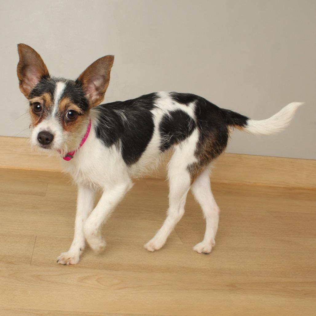 Honey Bun D thumbnail 3