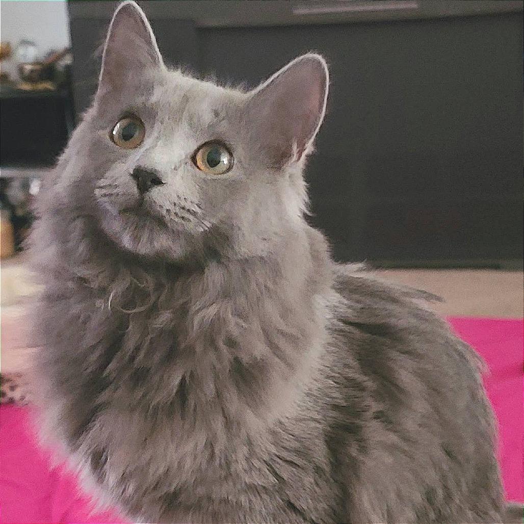 Shadowseeker thumbnail 2