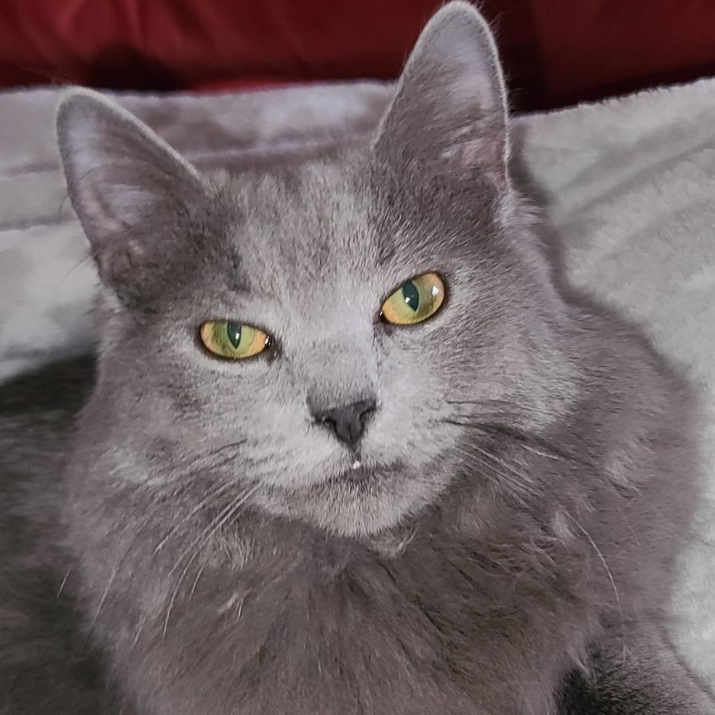 Shadowseeker thumbnail 3