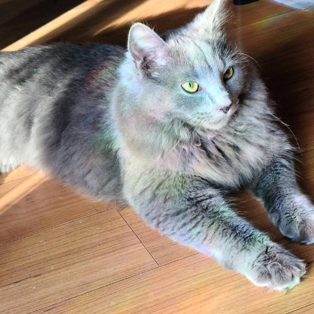 Shadowseeker thumbnail 4