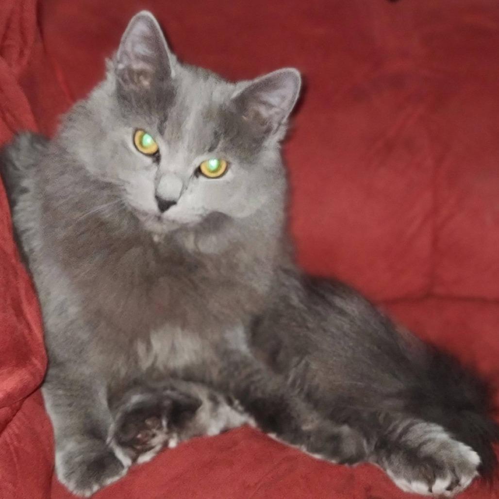 Shadowseeker thumbnail 6