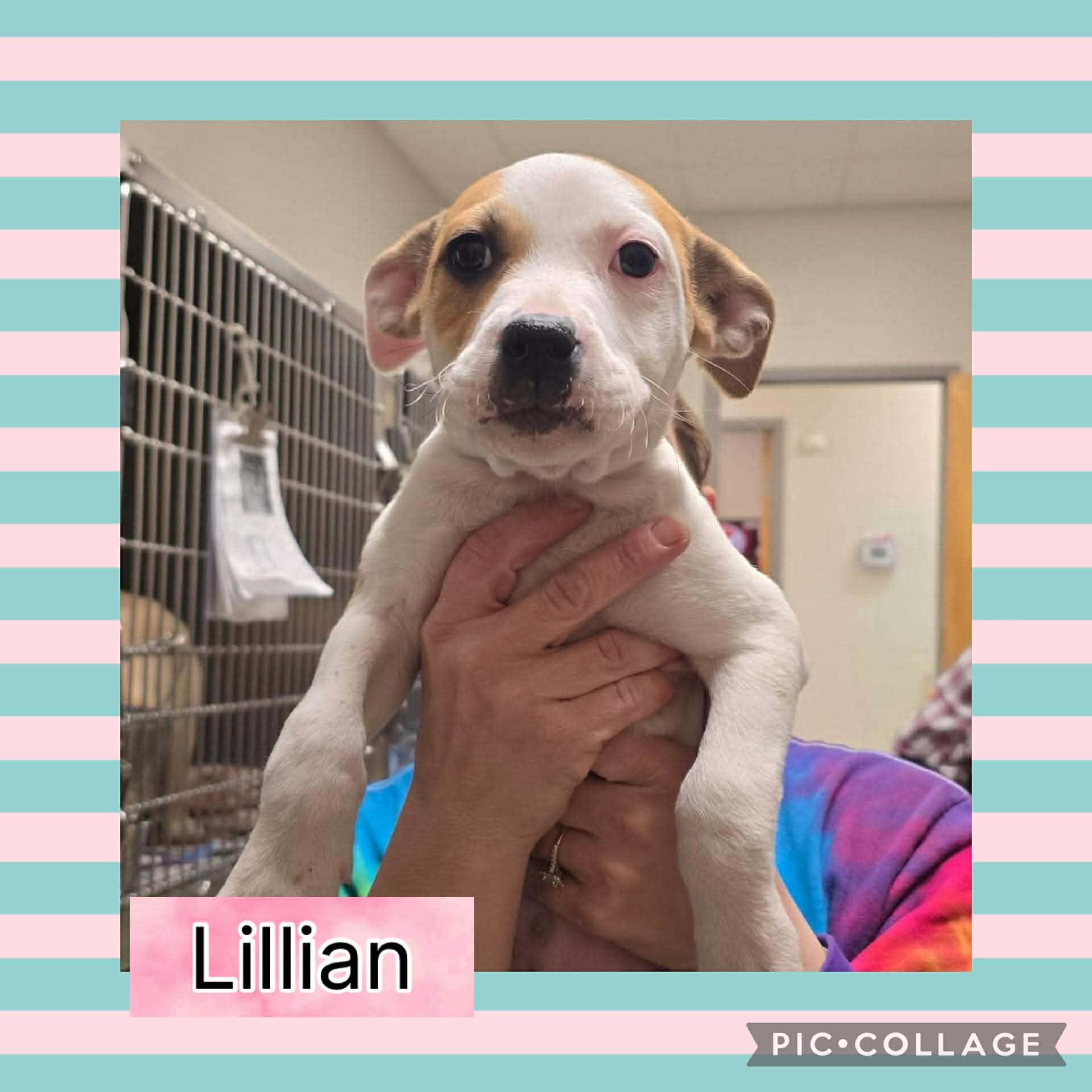 Lillian