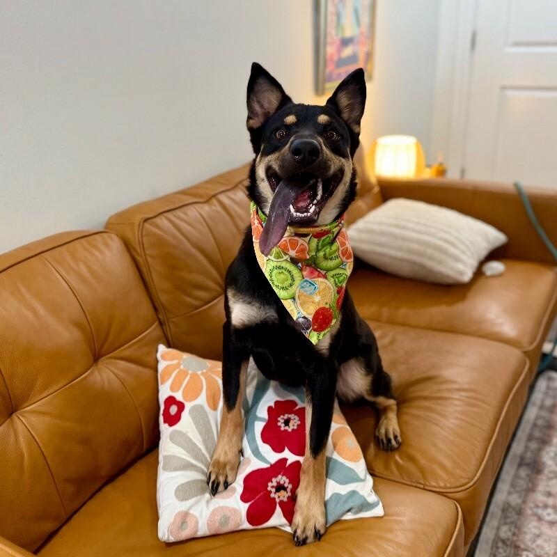 Rocky A Ballloving Good