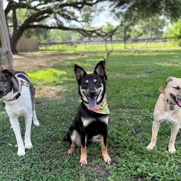 Rocky A Ballloving Good thumbnail 4