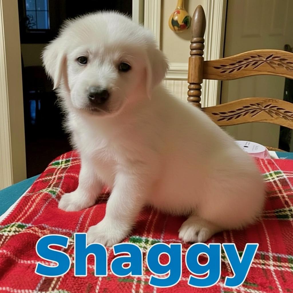 S Litter Shaggy