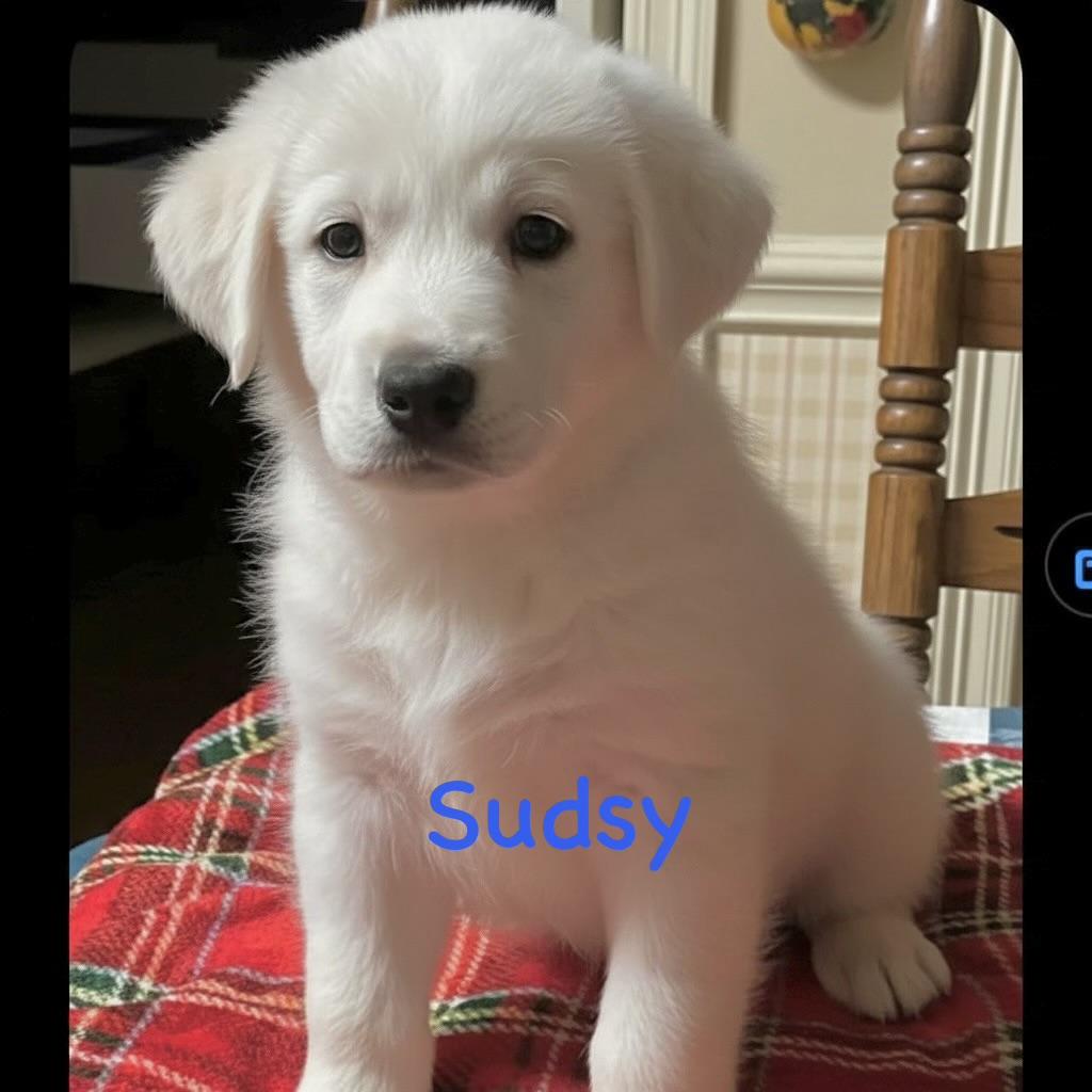 S Litter Sudsy