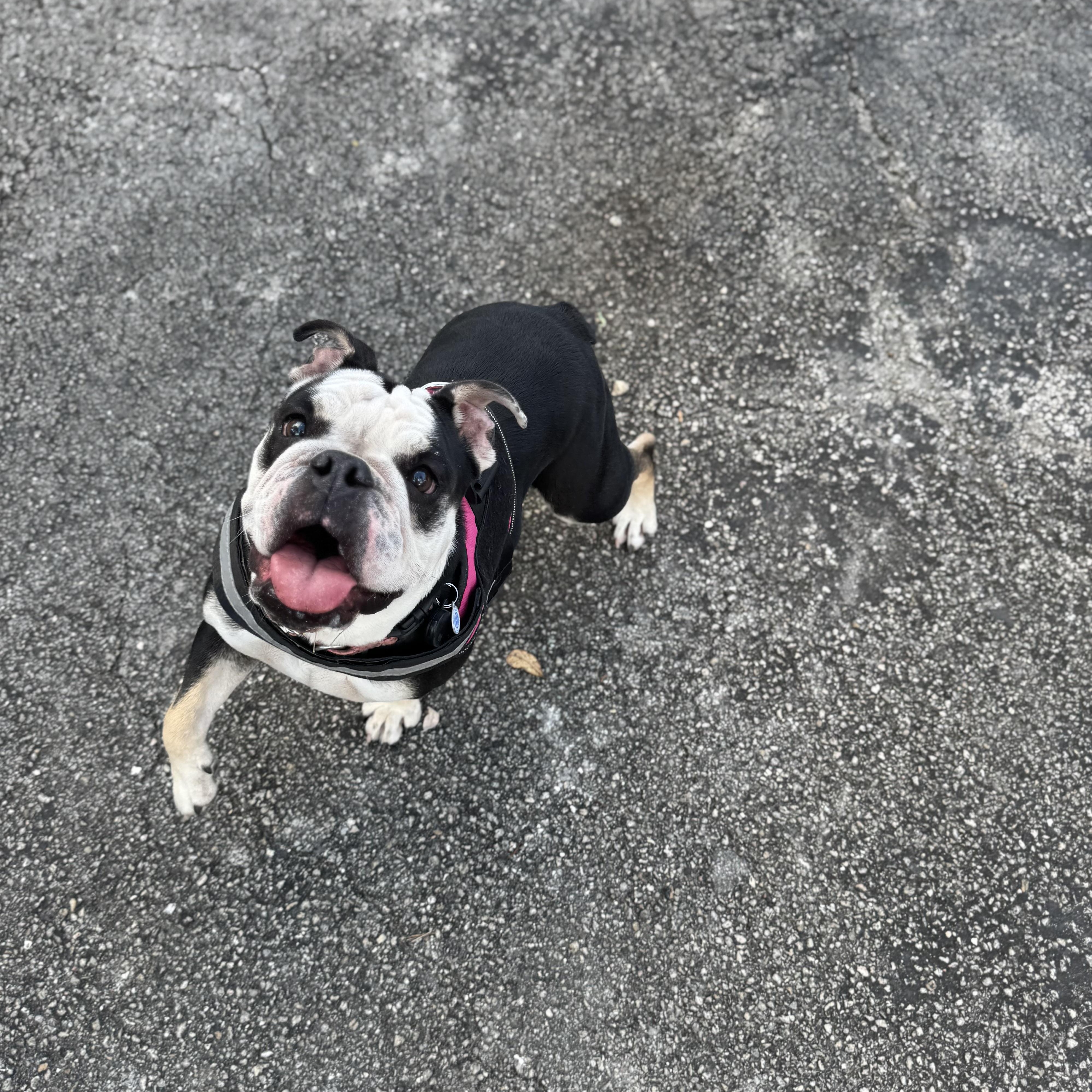 Tuna Girl thumbnail 4