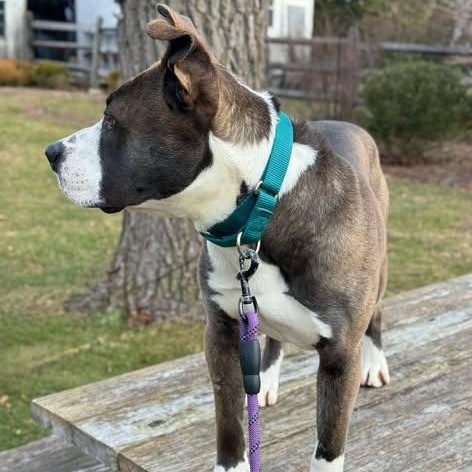 Maverick thumbnail 2