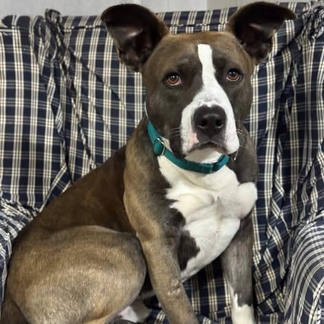 Maverick thumbnail 3