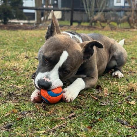 Maverick thumbnail 4