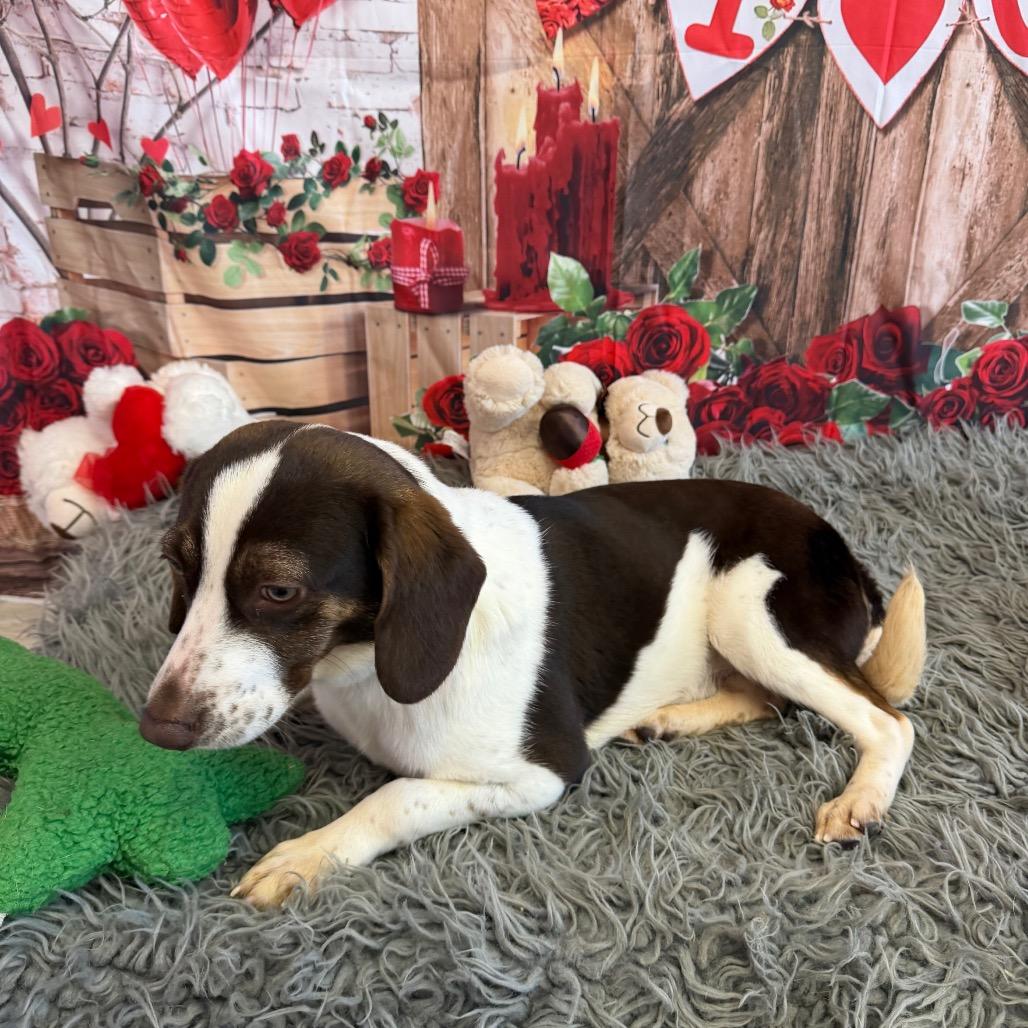 Sherlock Bones thumbnail 3