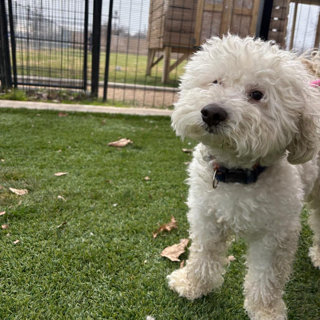 Snowball thumbnail 2