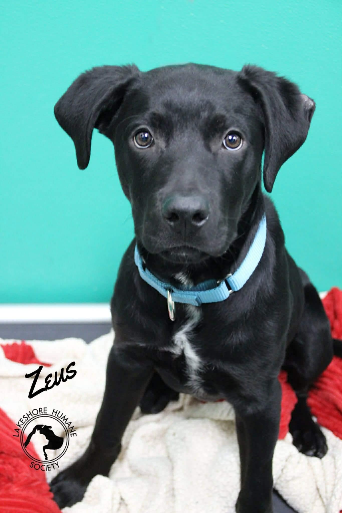 Zeus