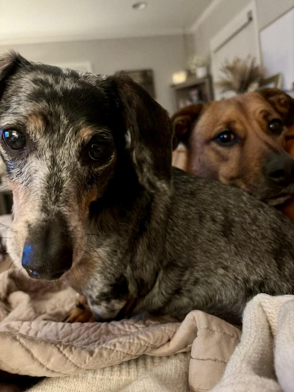 Bandit & Roux thumbnail 2