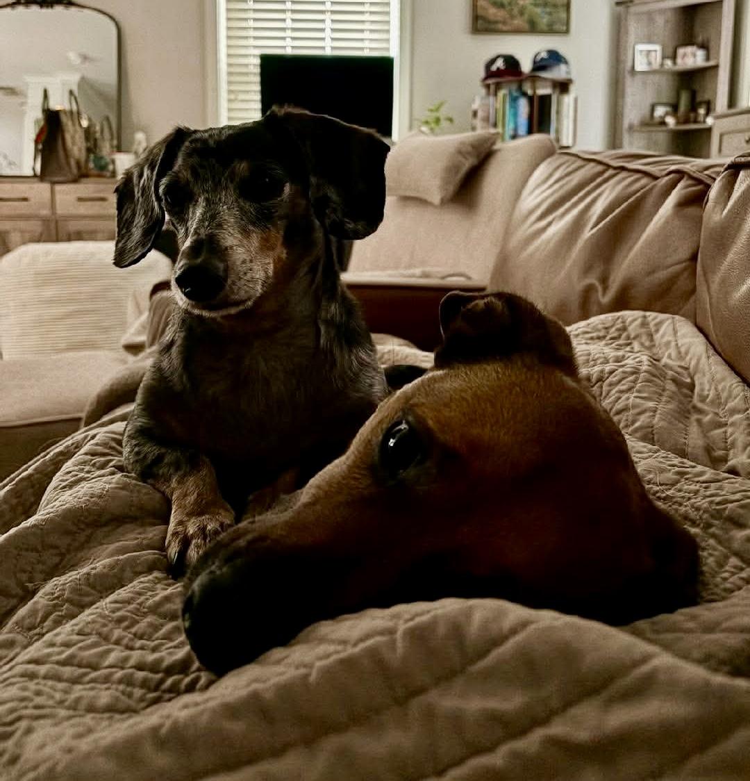 Bandit & Roux thumbnail 3