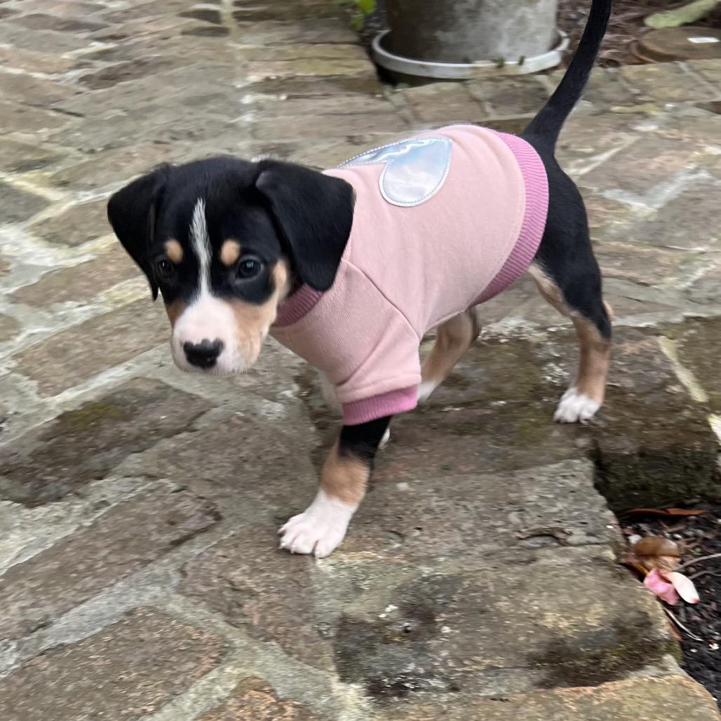 Pepperoni thumbnail 2