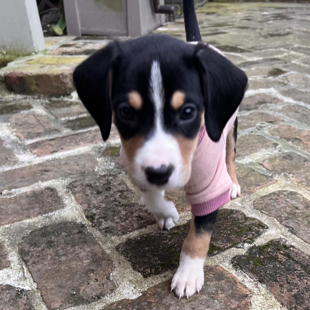 Pepperoni thumbnail 3