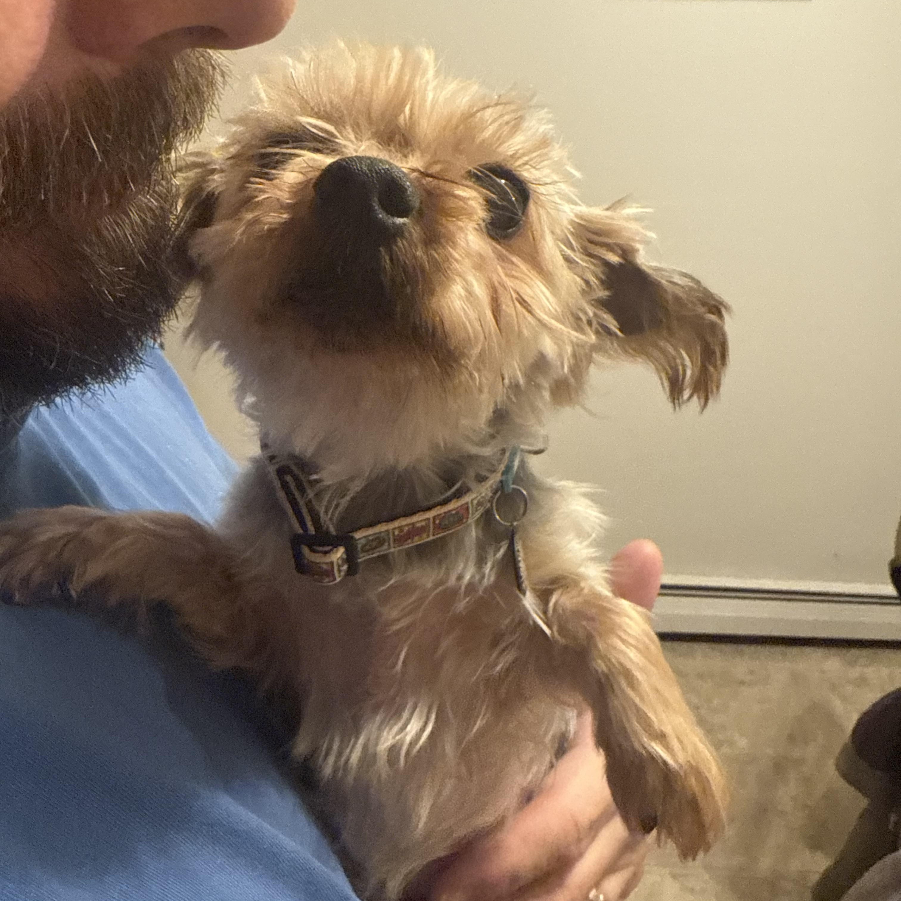 Daffodil thumbnail 2