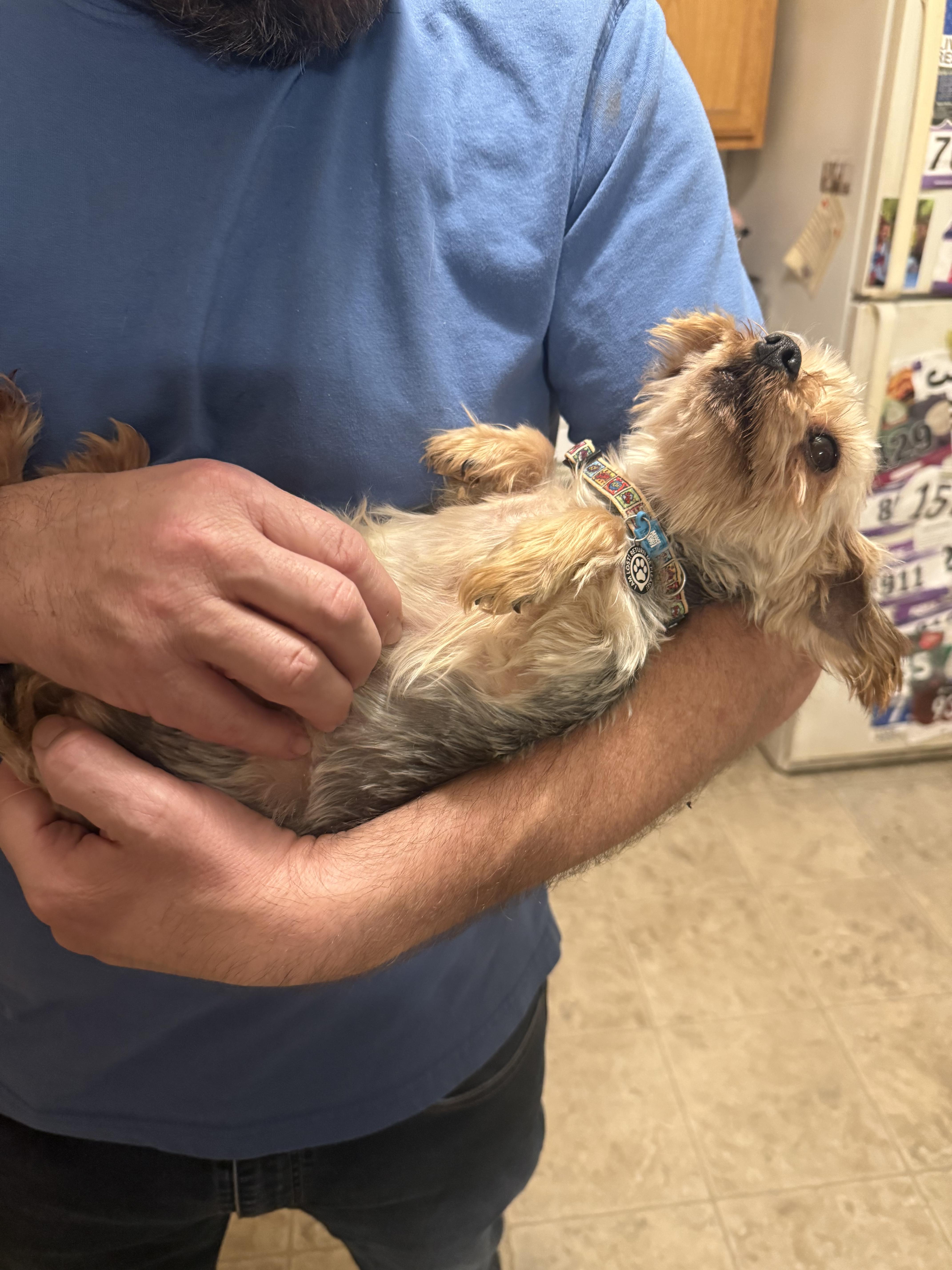 Daffodil thumbnail 3