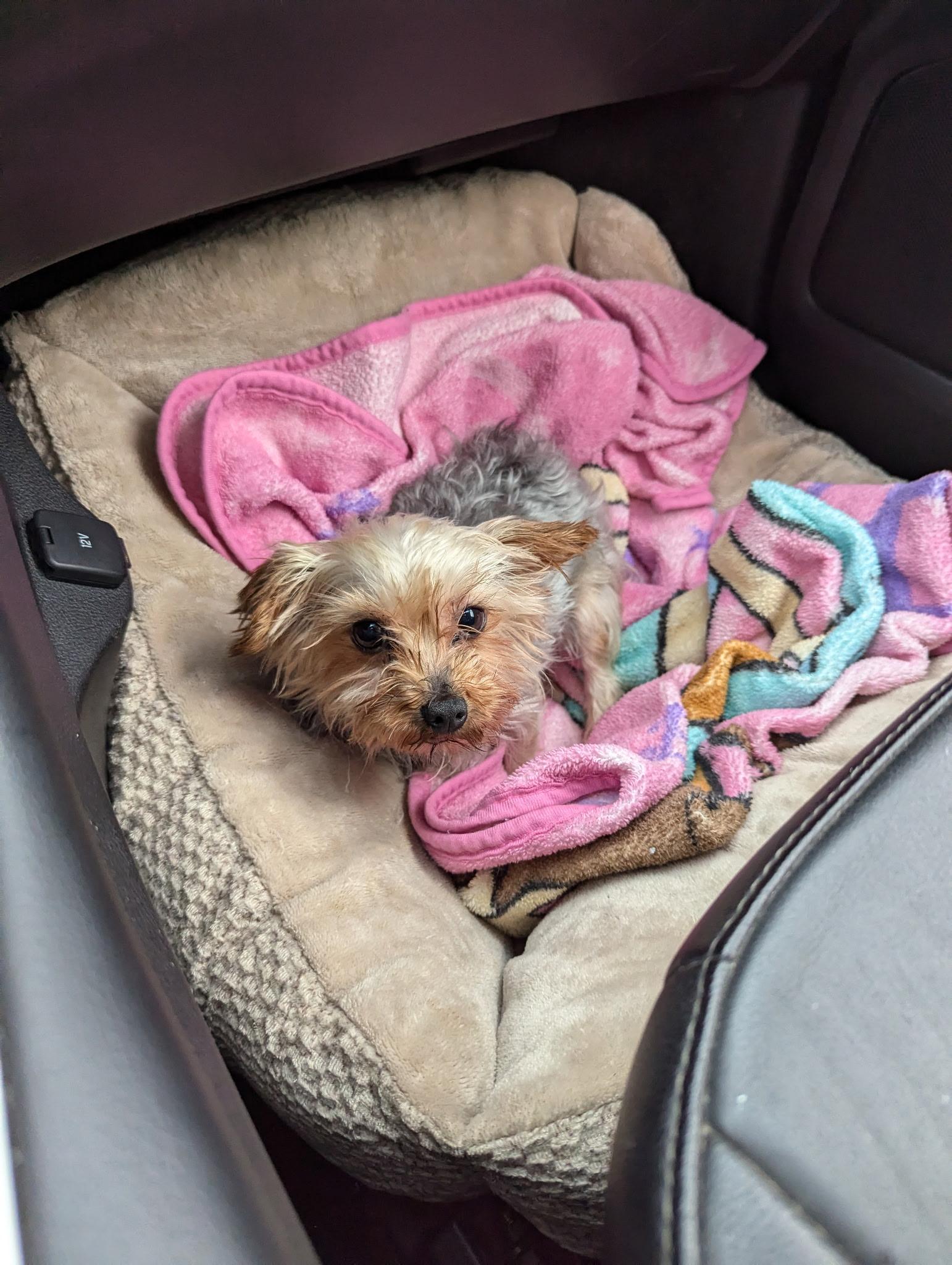 Daffodil thumbnail 4