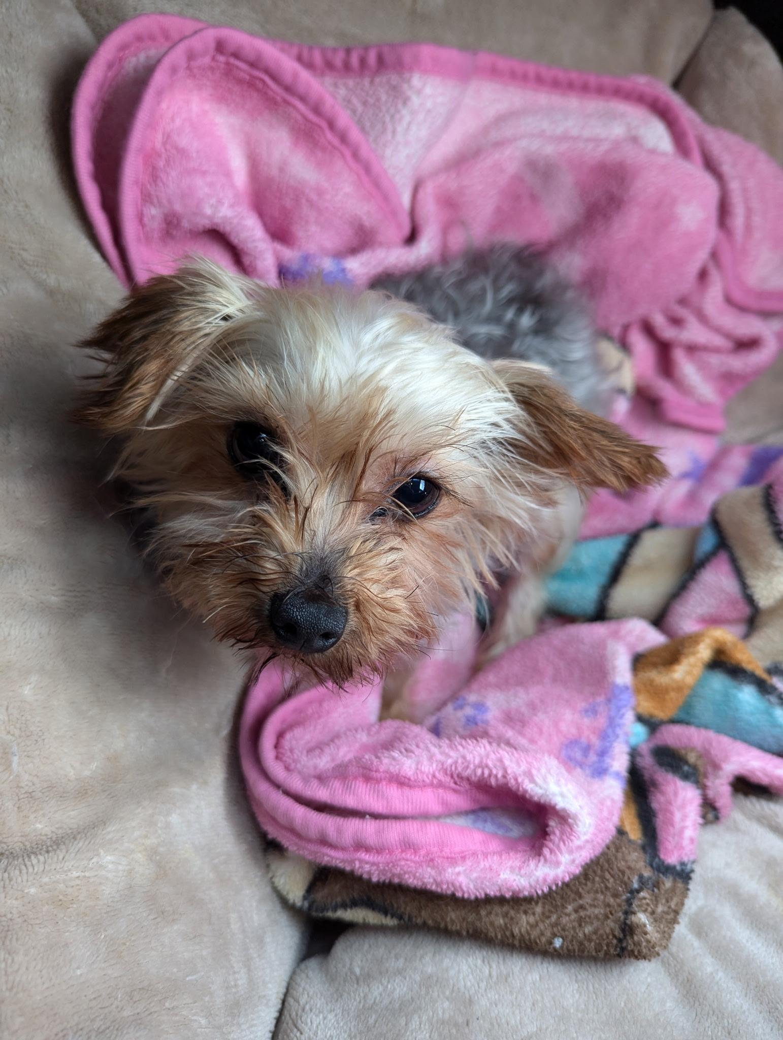 Daffodil thumbnail 5