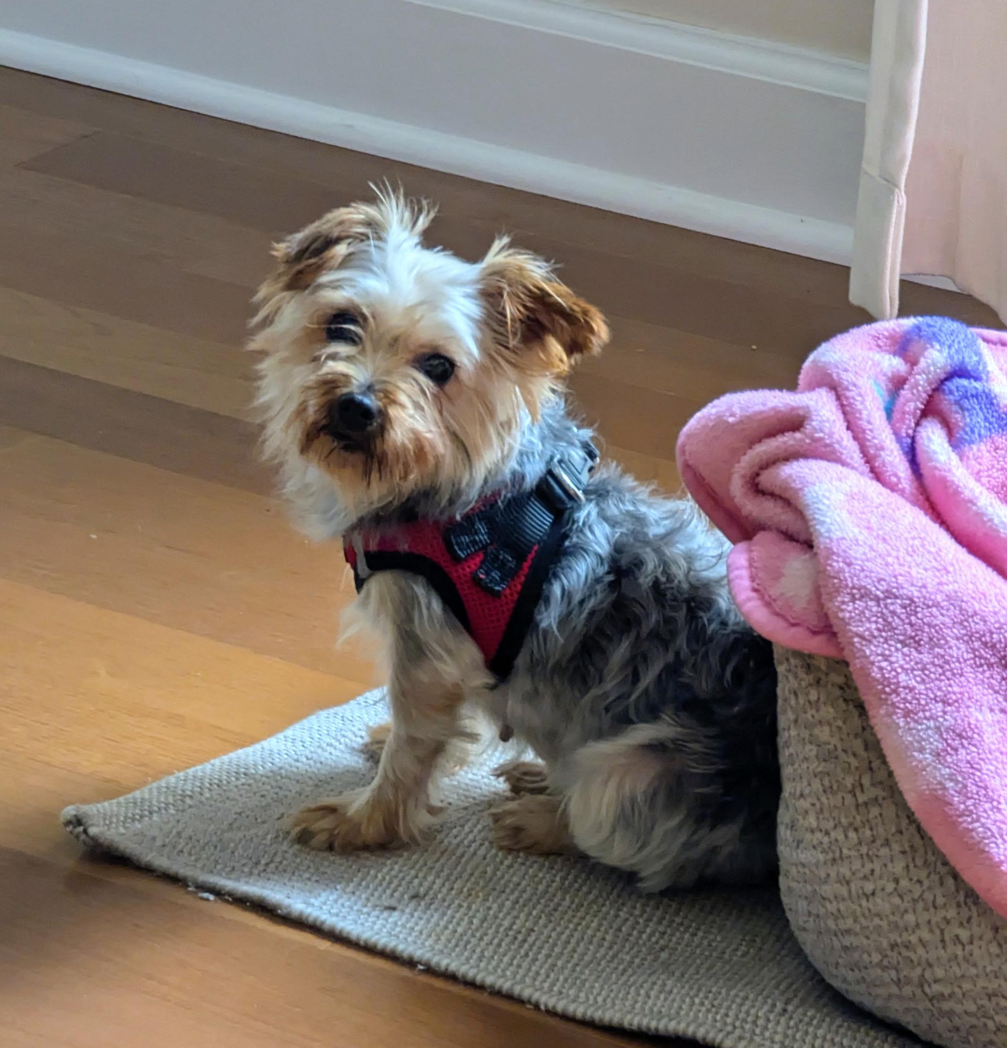 Daffodil thumbnail 6