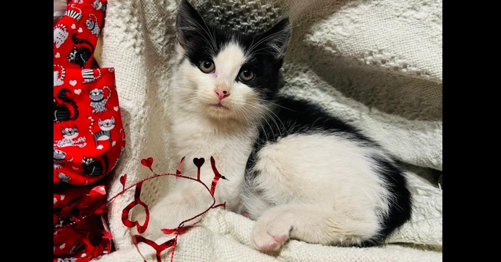 Teddy Graham thumbnail 2