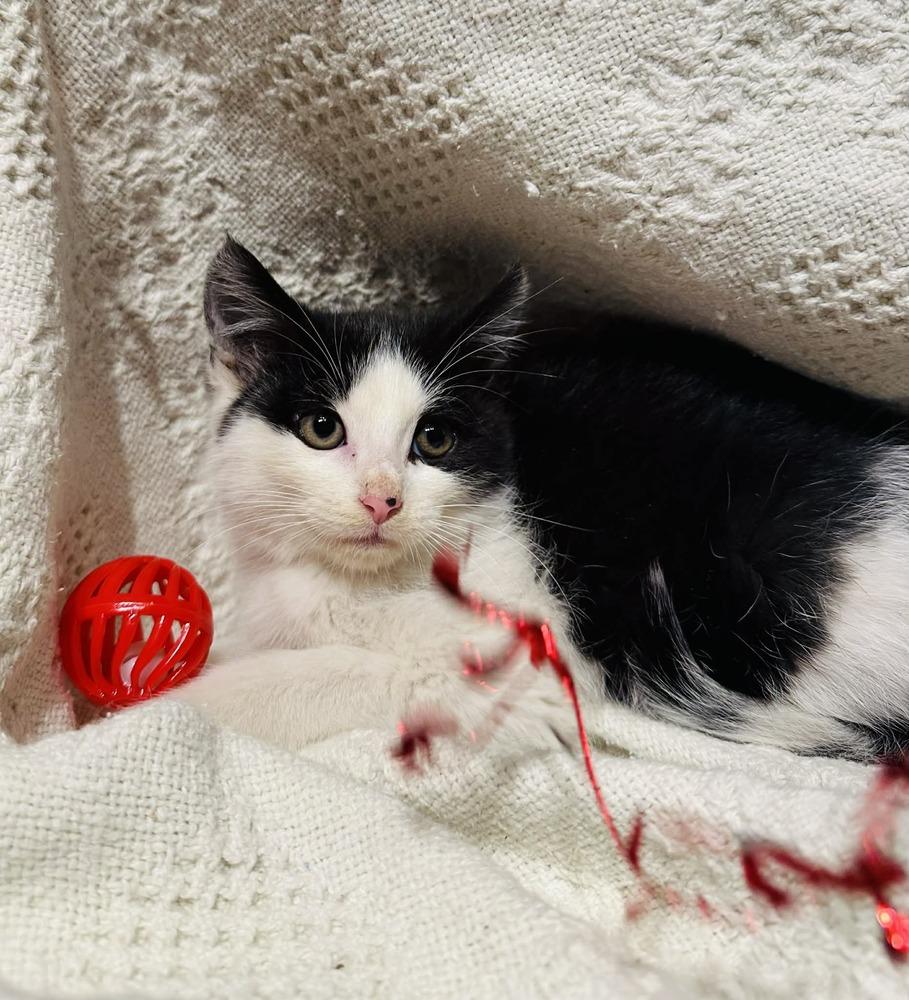 Teddy Graham thumbnail 3