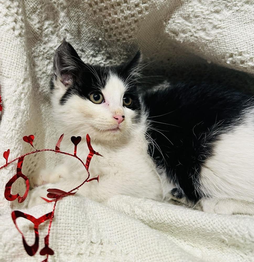 Teddy Graham thumbnail 4