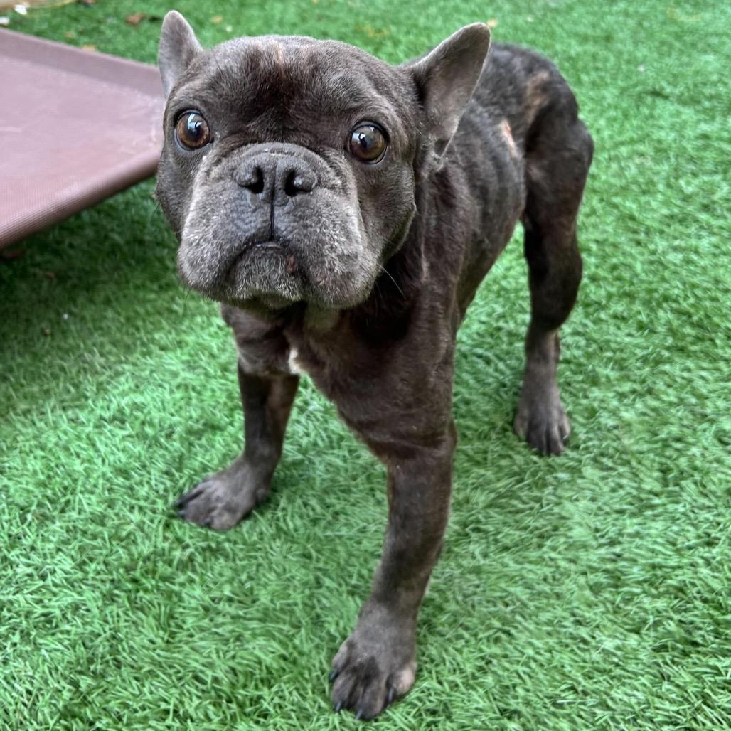 Jiminy Cricket thumbnail 2