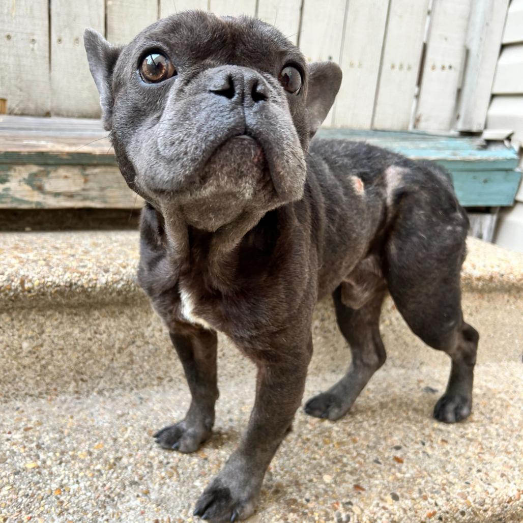 Jiminy Cricket thumbnail 3