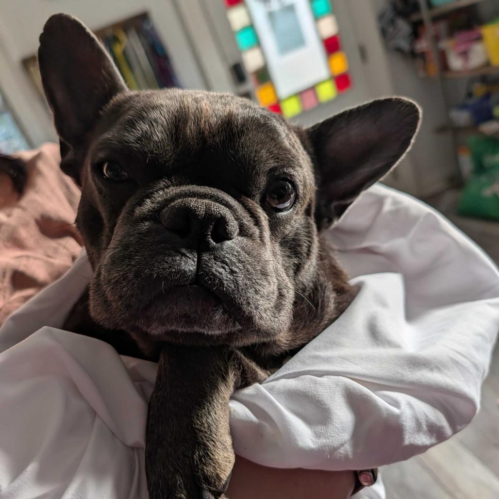 Jiminy Cricket thumbnail 5