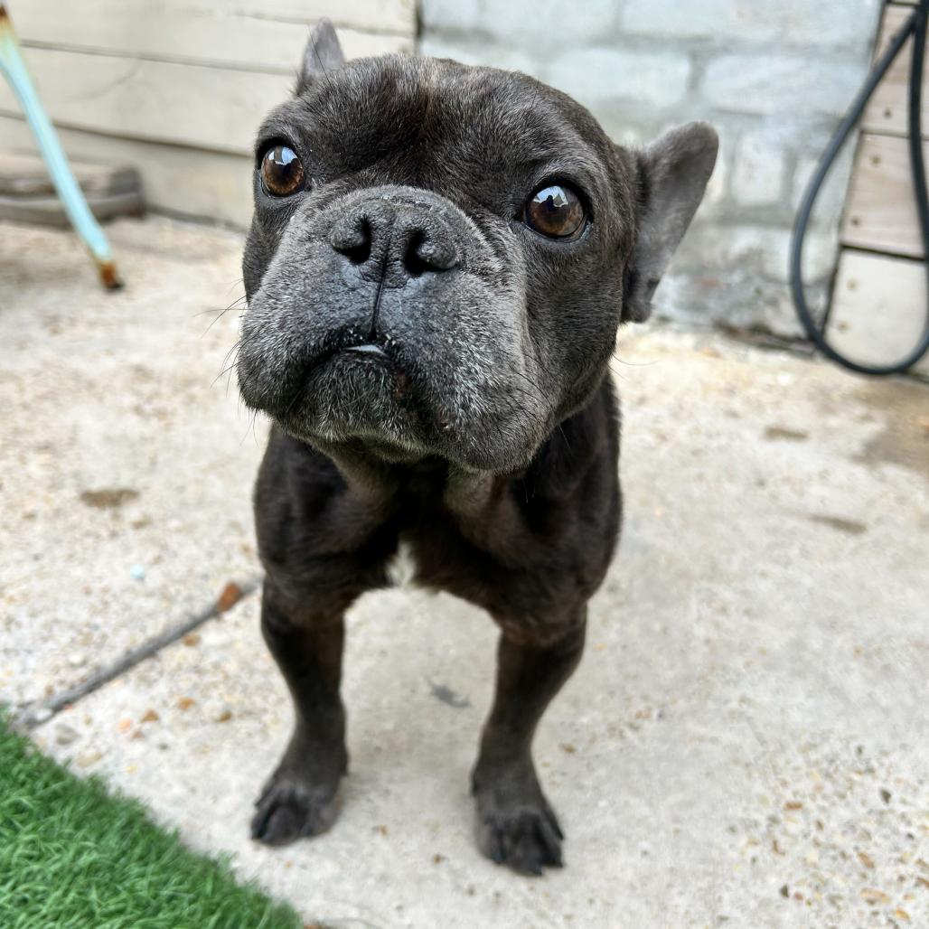 Jiminy Cricket thumbnail 6