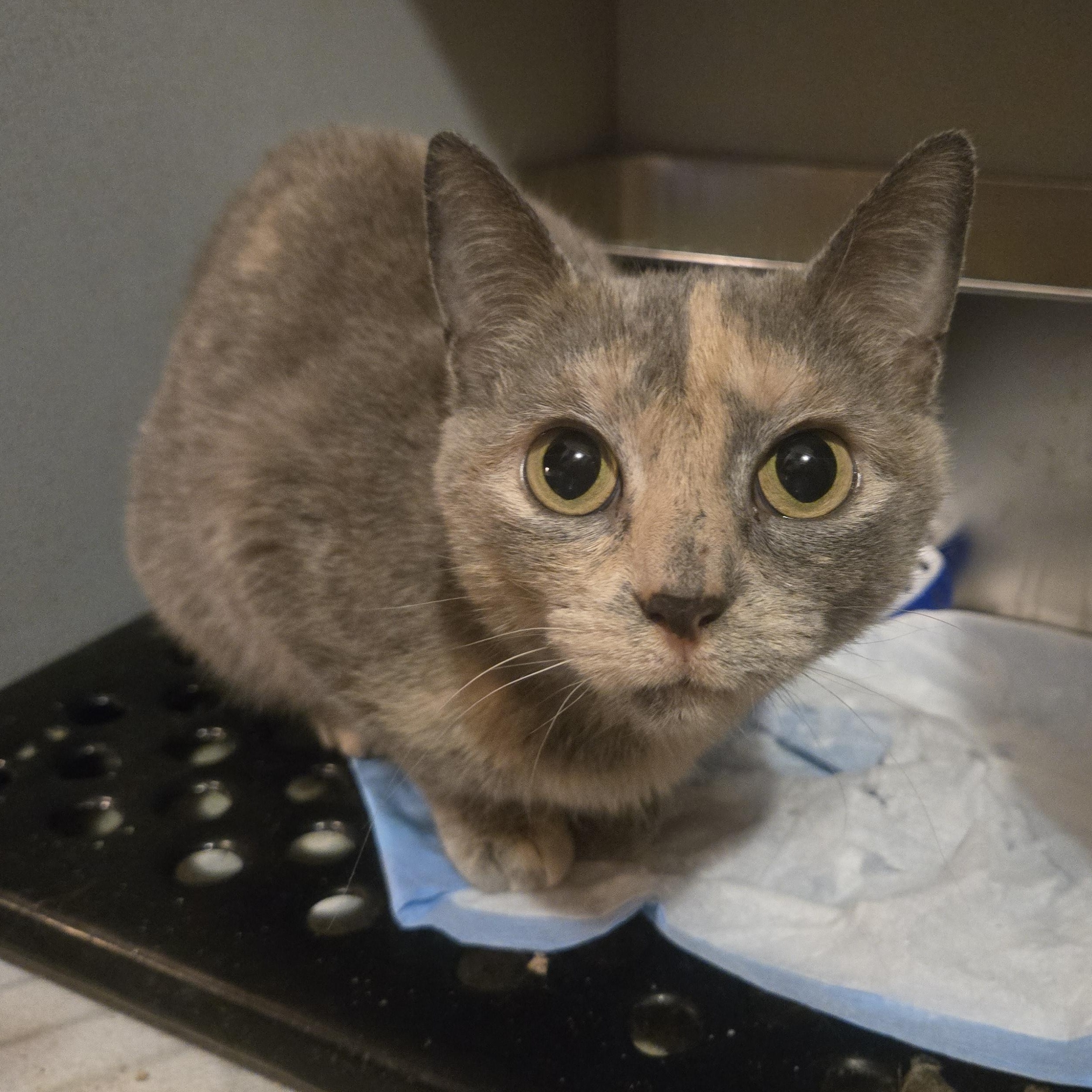 Poinsettia thumbnail 2