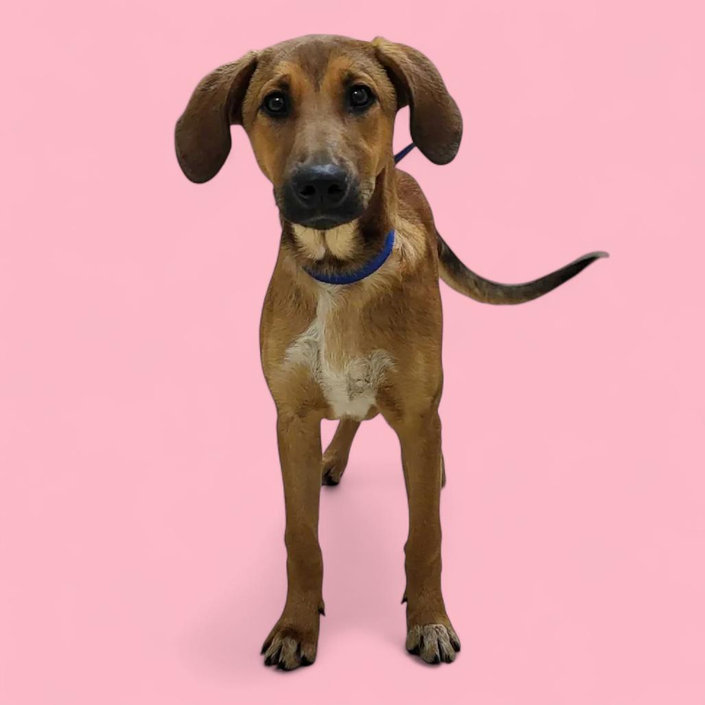 Honeybun thumbnail 3