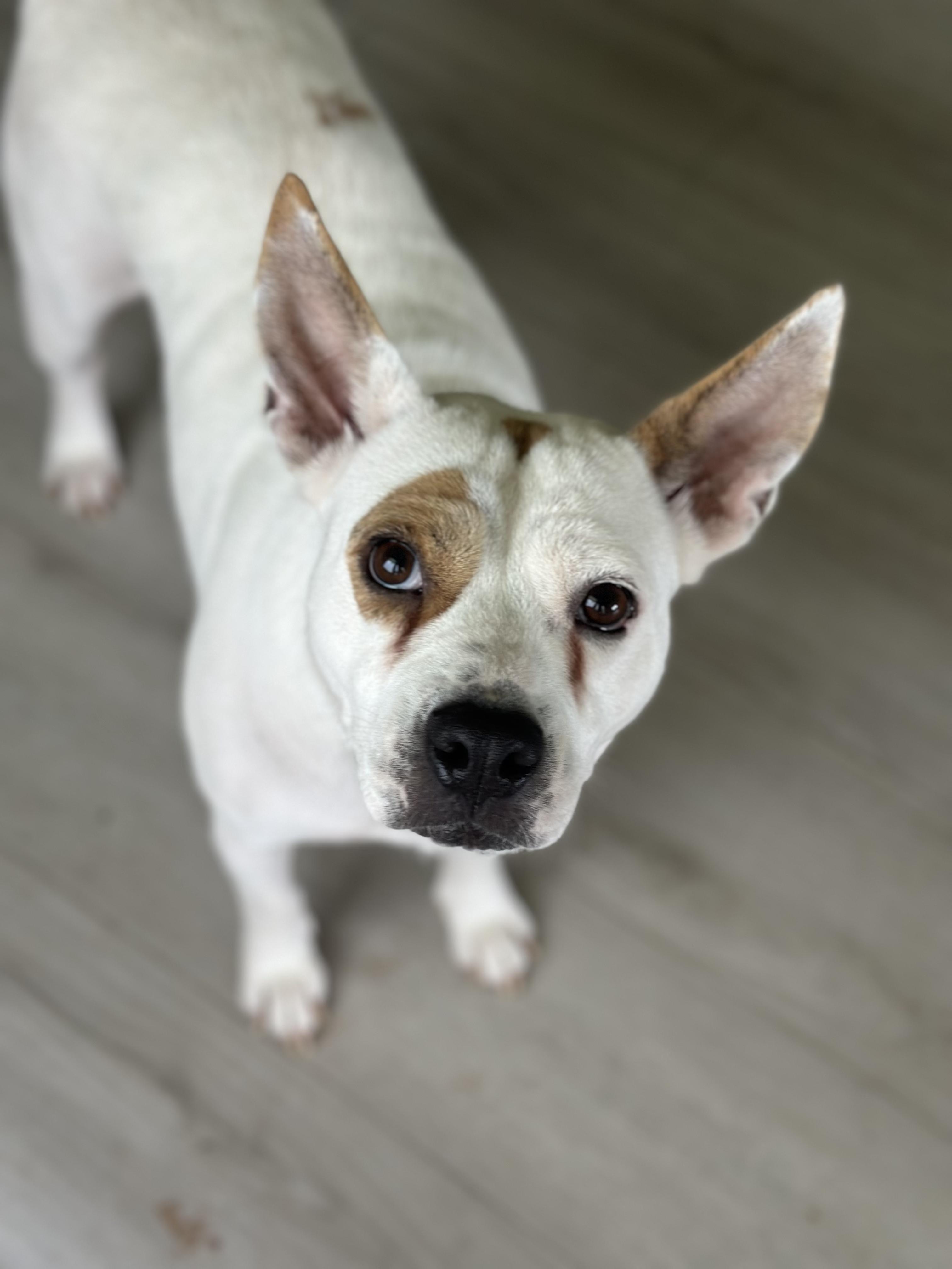 Charolet thumbnail 2