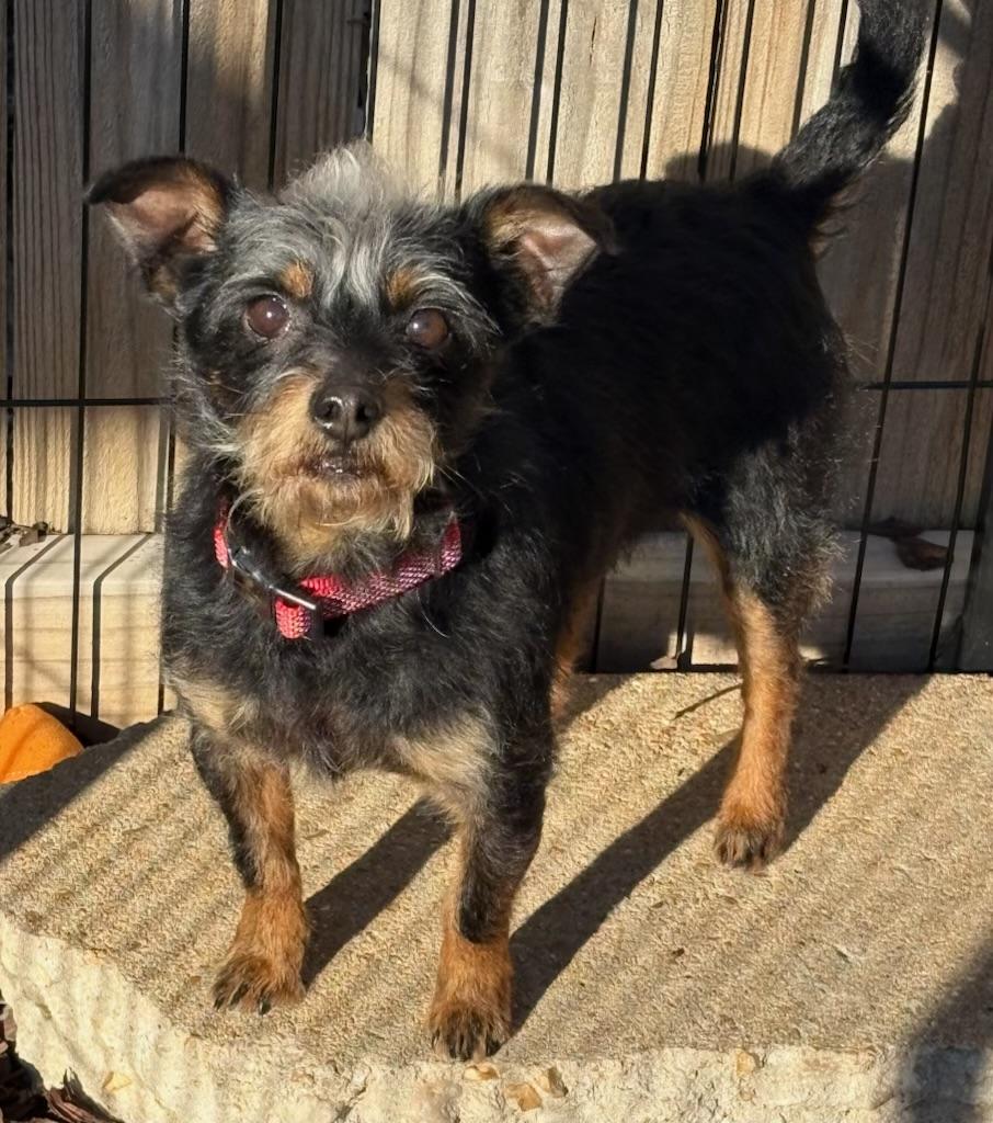 Juno Dash thumbnail 2