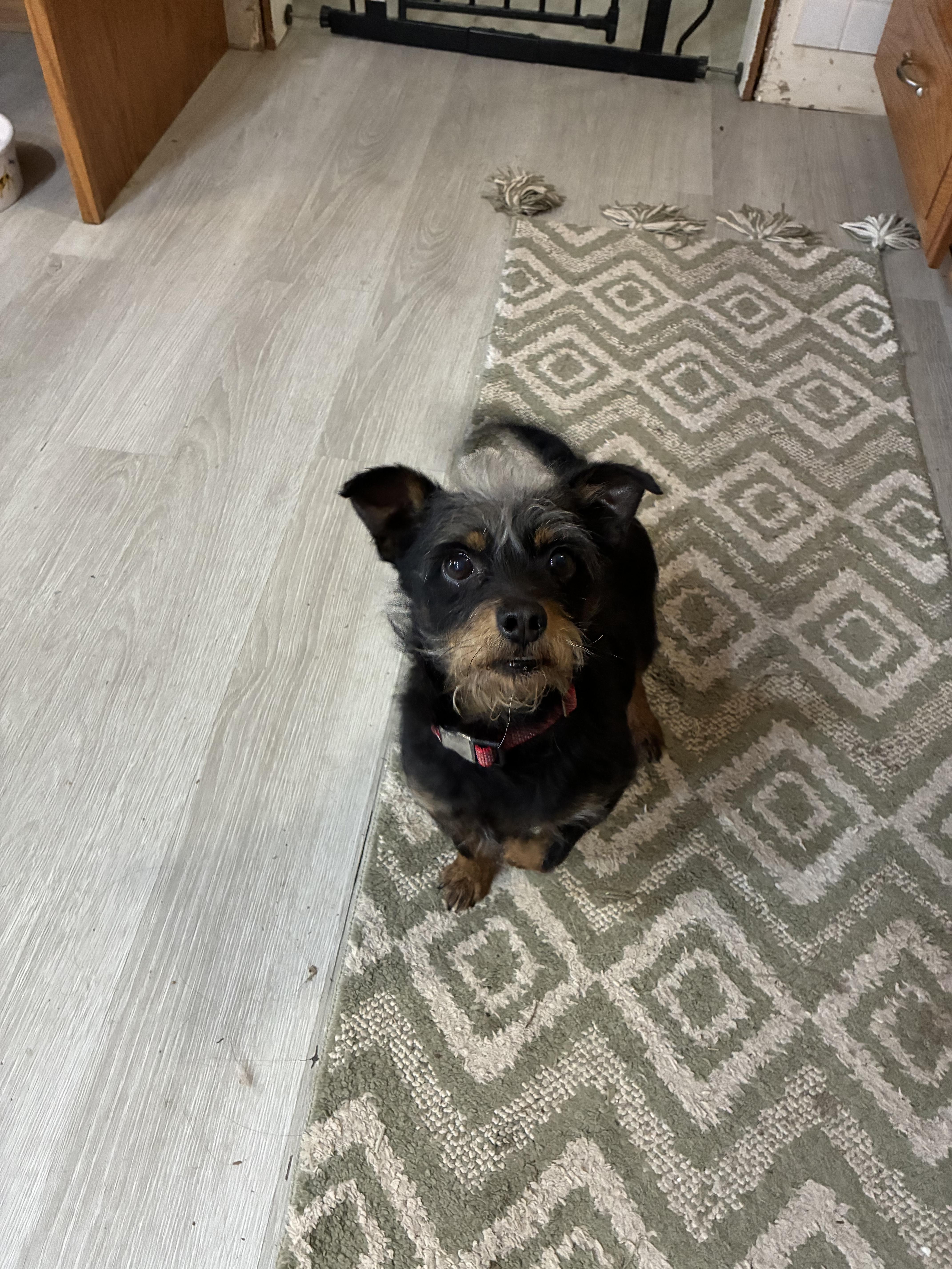 Juno Dash thumbnail 3