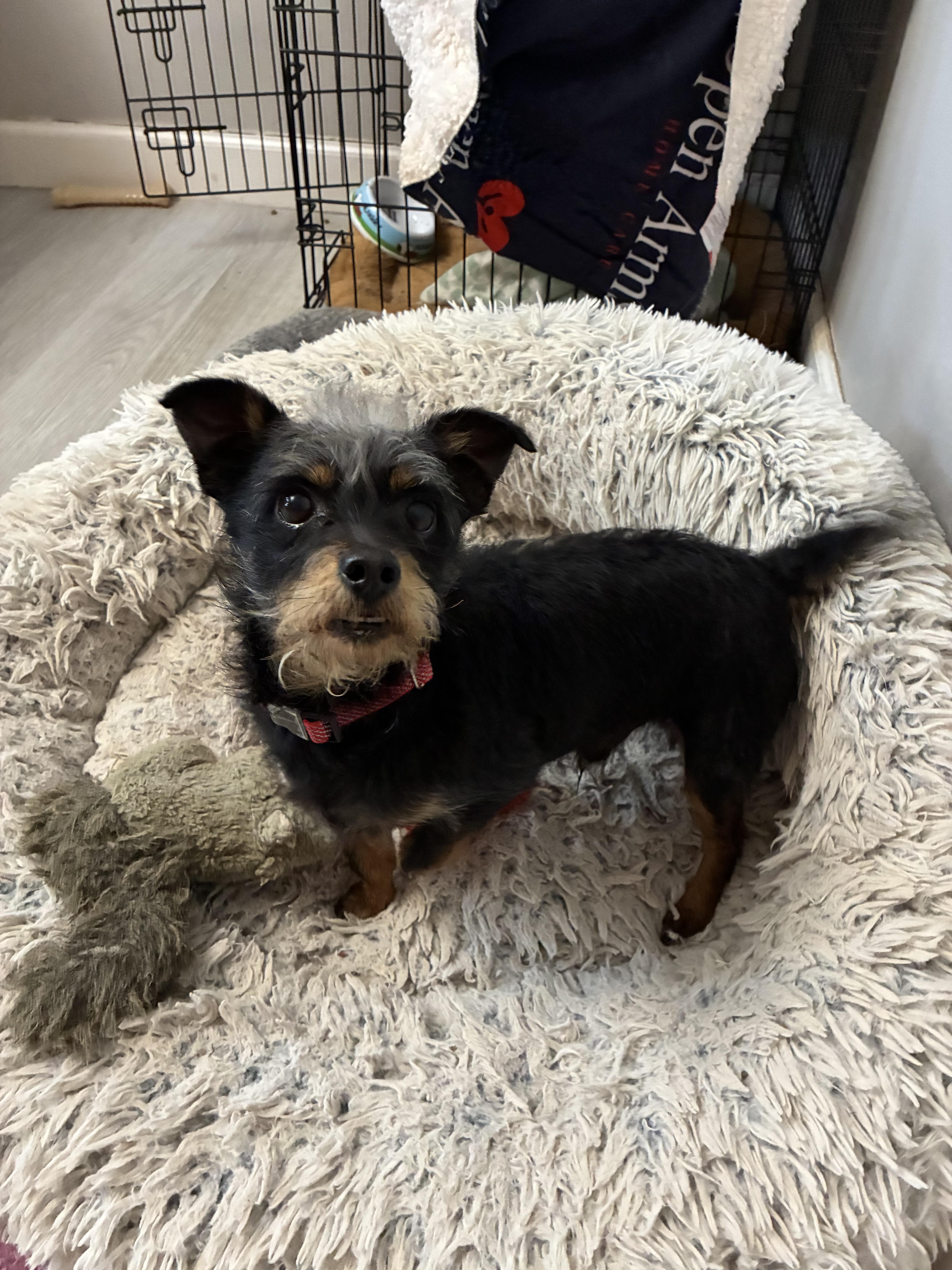 Juno Dash thumbnail 4