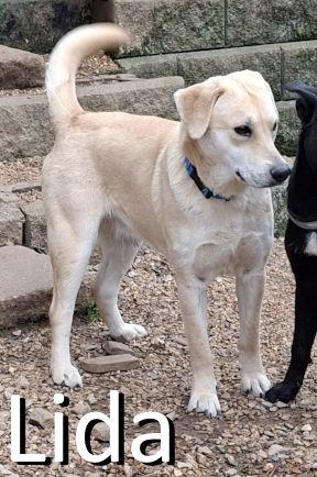 Lida