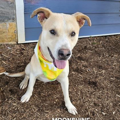 Moonshine thumbnail 2