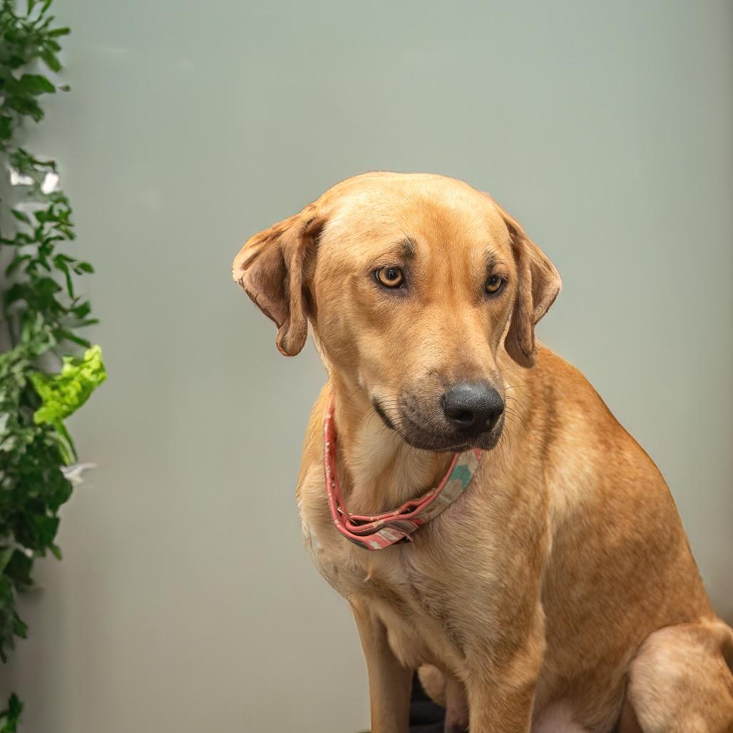 Clementine thumbnail 5