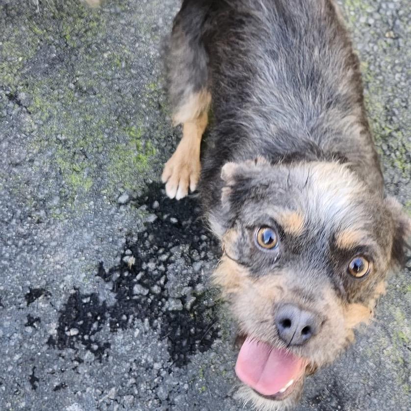 C.c. Cupcake thumbnail 4