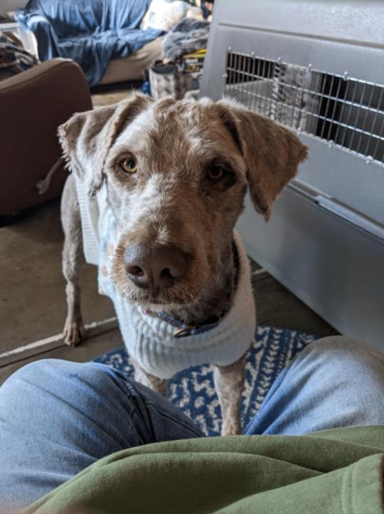 Daniel The Lionheart