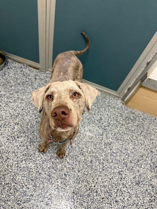 Daniel The Lionheart thumbnail 2