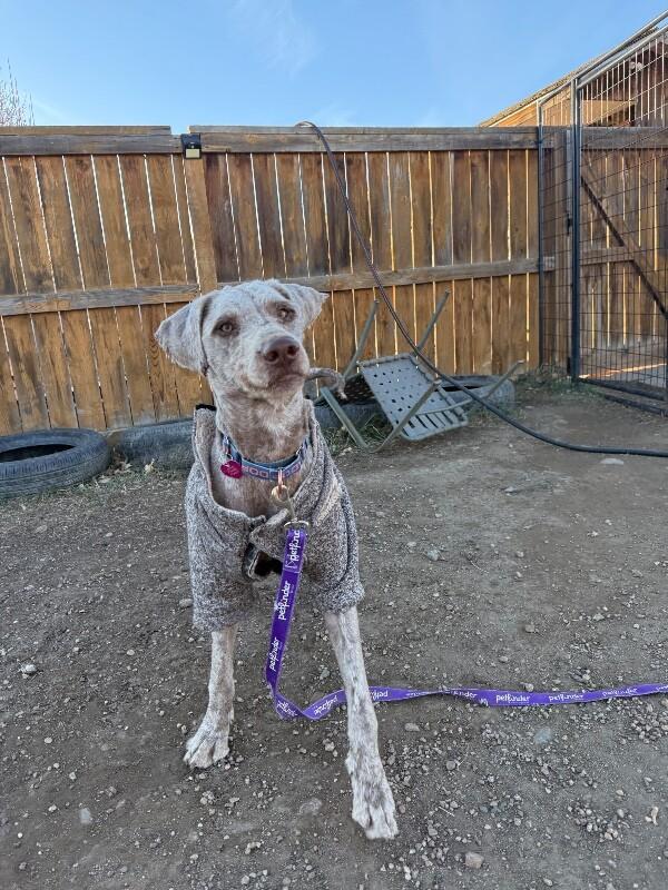 Daniel The Lionheart thumbnail 4